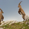 Kozorozec horsky - Capra ibex - Alpine Ibex 7704